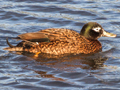Laysan Duck x Mallard hybrid